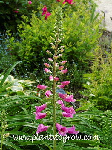 early in it's bloom cycle